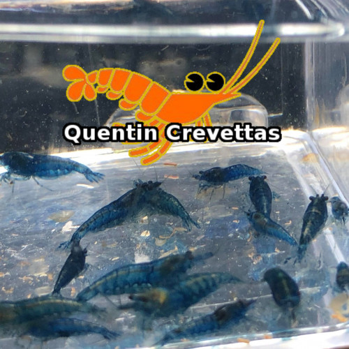 Lot 10 Crevettes Blue Velvet