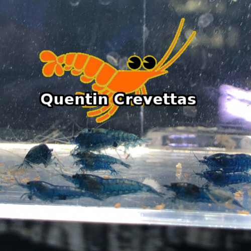 Lot 10 Crevettes Blue Velvet