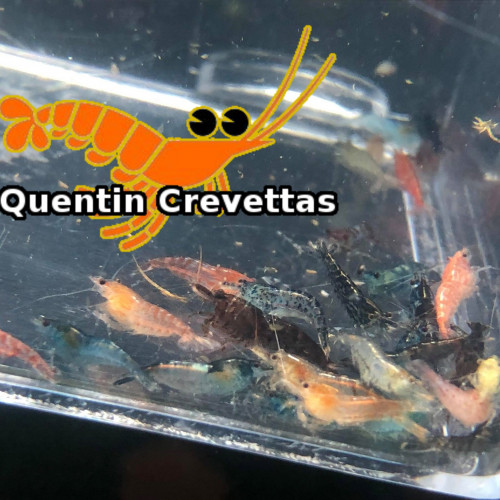 Lot panaché 15 crevettes toutes couleurs déclassées