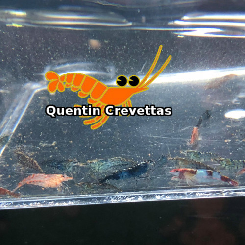 Lot panaché 15 crevettes toutes couleurs déclassées