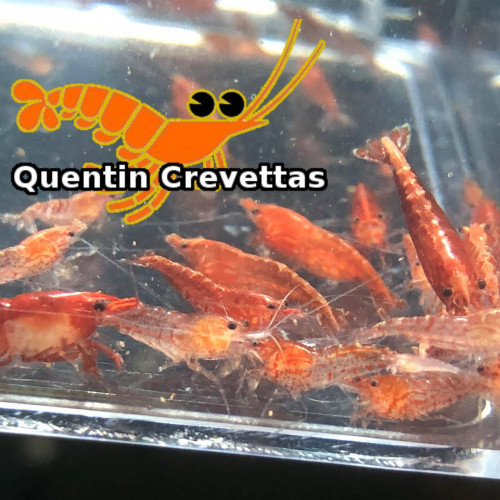 Lot 10 Crevettes Red Cherry Rouges