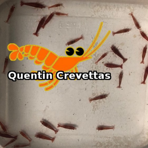 Lot 10 Crevettes Red Cherry Rouges