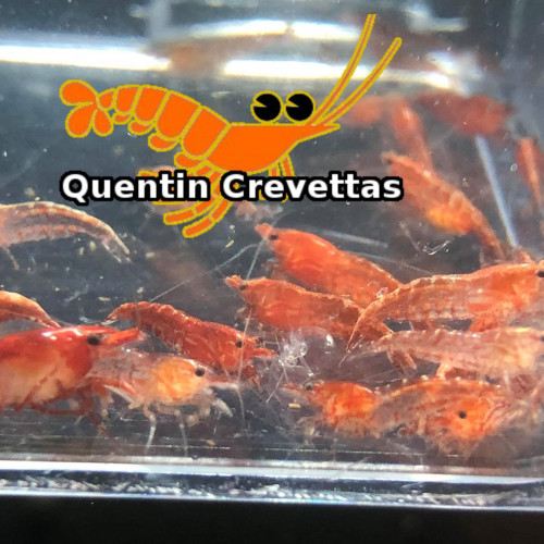 Lot 10 Crevettes Red Cherry Rouges