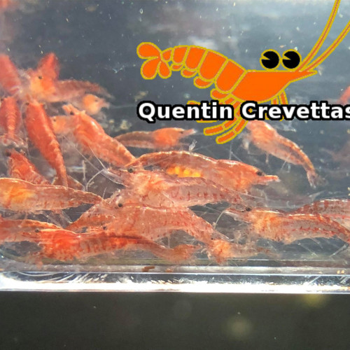 Lot 10 Crevettes Red Cherry Rouges