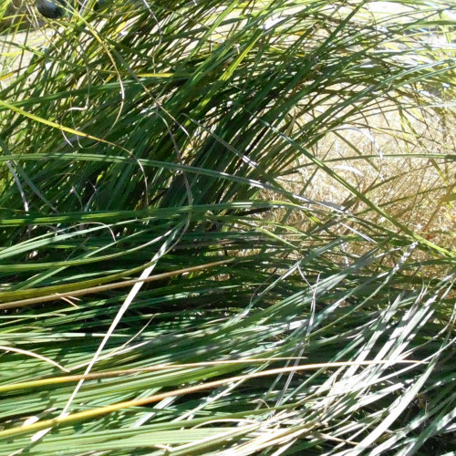 Laîche des marais (Carex acutiformis)