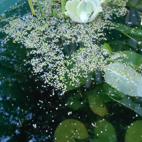 Petite lentille d'eau (Lemna minor) - par boîte de quelques centaines