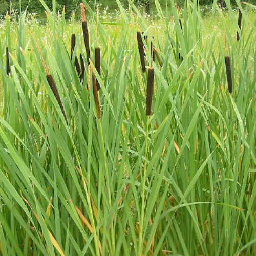 Massette à larges feuilles (Typha latifolia)