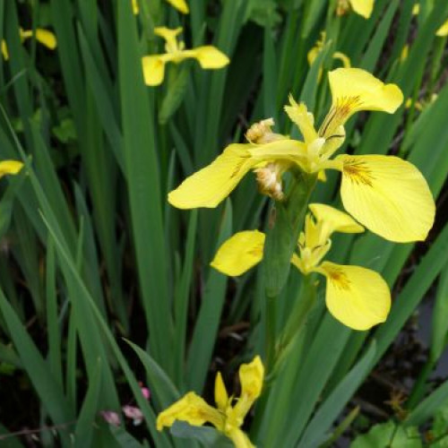 Iris des marais (Iris pseudacorus)