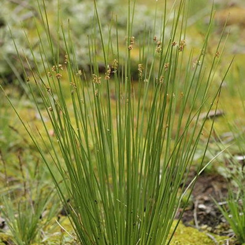 Jonc épars (Juncus effusus)