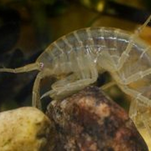 Souche de 20 gammares (Gammarus pulex)