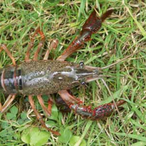 Ecrevisse à pattes grêles (Astacus leptodactylus) - écrevisse de bassin