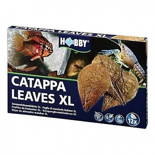 12 Feuilles de badamier CATAPPA LEAVES XL HOBBY