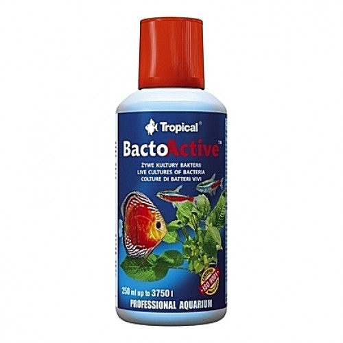 Culture vivante de bactéries BactoActive - 250ml