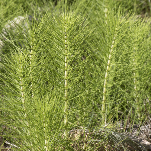 Prêle des marais (Equisetum palustre)