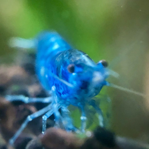 Neocaridina Blue velvet