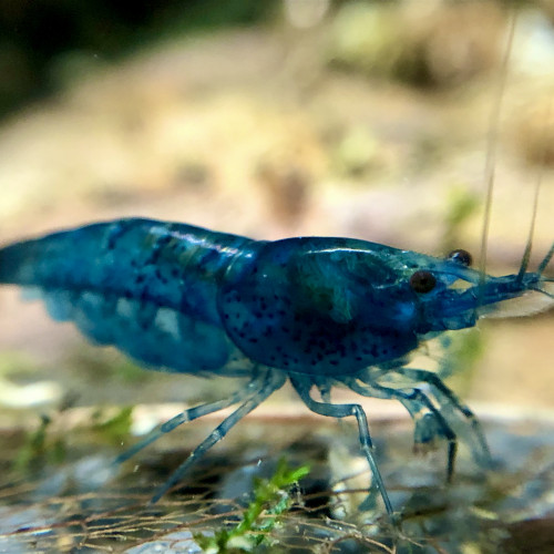 Neocaridina Blue velvet