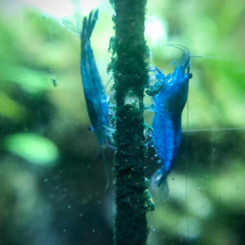 Neocaridina Blue velvet