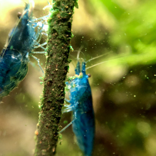 Neocaridina Blue velvet