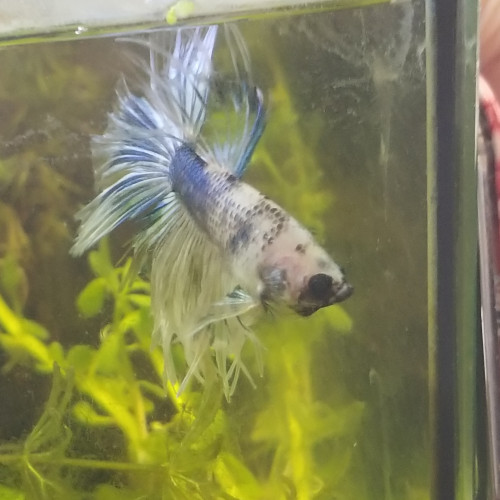 Betta mâle CTHM koï