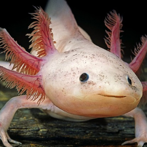 Vente 2 axolotls + aquarium