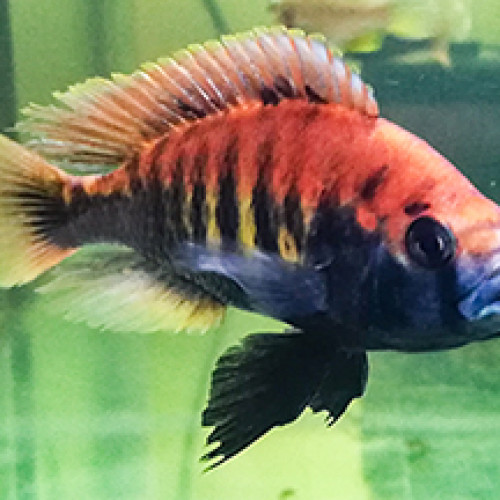 Haplochromis Pundamilia nyererei "Ruti Island"