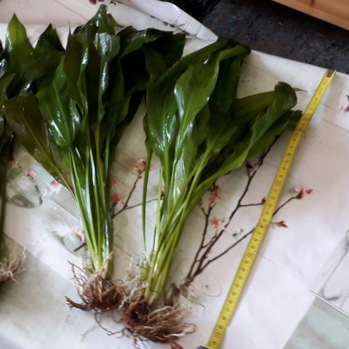 ACHAT DE 3 PLANTES PREMIUM, Frais de port offert...