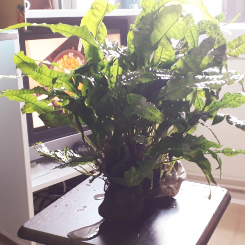 ACHAT DE 3 PLANTES PREMIUM, Frais de port offert...