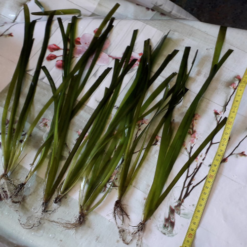 ACHAT DE 3 PLANTES PREMIUM, Frais de port offert...