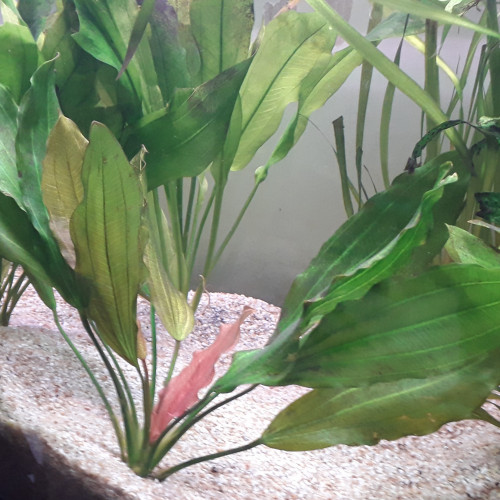 ACHAT DE 3 PLANTES PREMIUM, Frais de port offert...