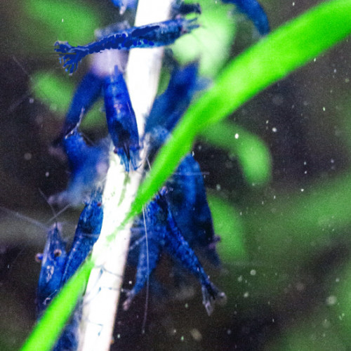 Crevettes Néocaridina Blue Velvet