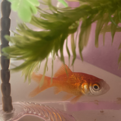 poisson rouge à donner d’urgence