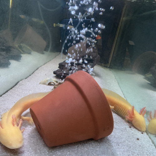 Vente de deux axololts de 18 cm