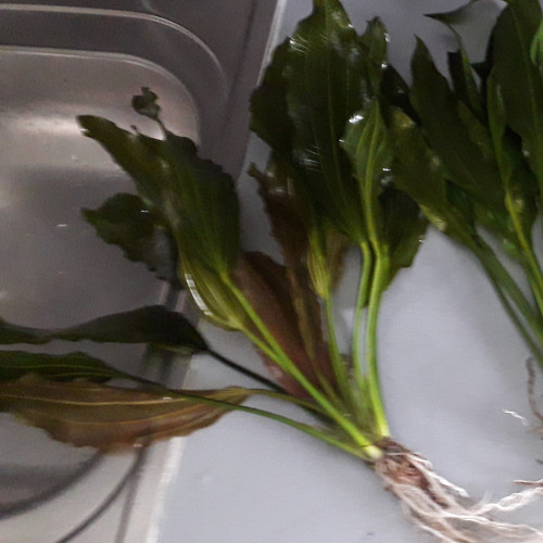 ACHAT DE 3 PLANTES PREMIUM, Frais de port offert...