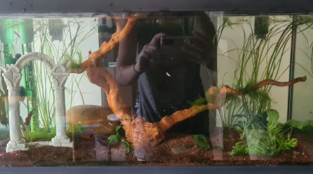 Mon aquarium