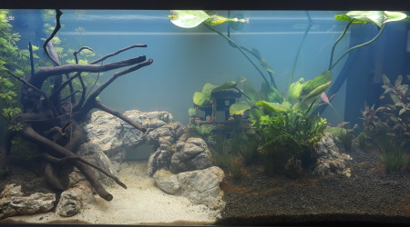 En attendant le pic et après un boom bactérien