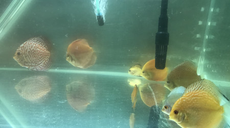 aquarium Bac de grossissement