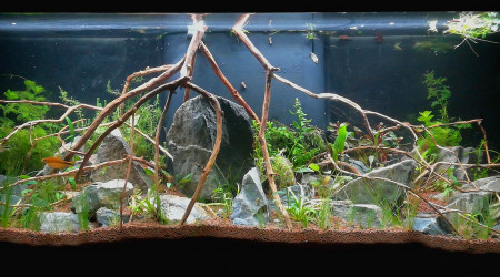 ... aquarium après rénovation !