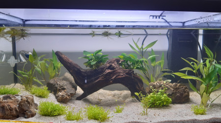 aquarium 50L