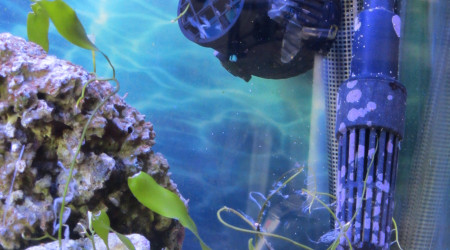 " petit herbier algale "