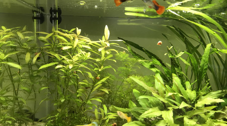 Le petit couple de l'aquarium ^^