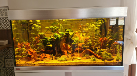 aquarium Maison