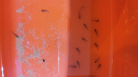 Naissance saulosi 30 bébé