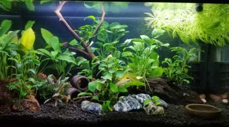 20L Neocaridina Yellow