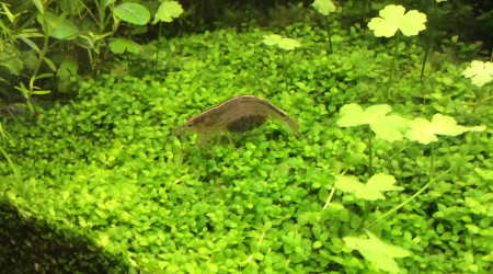 Crevette de compétition