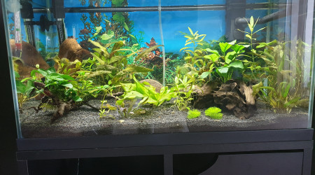 aquarium beta
