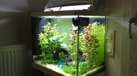 aquarium Aquatic Forest