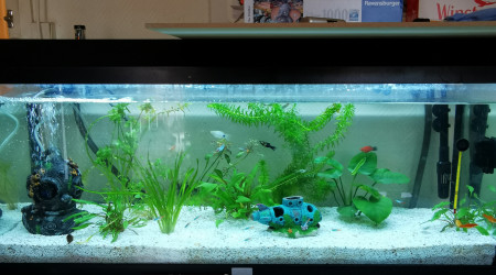 aquarium 120l