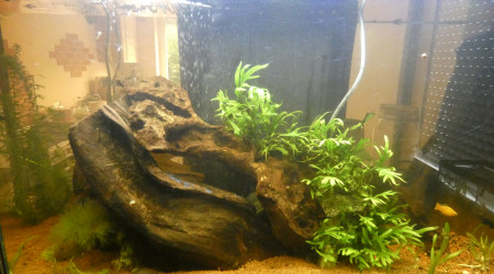 aquarium bac de 100 litres photos a venir