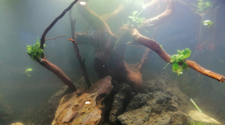 Après un petit souci de racine...