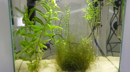 Évolution de mon aquarium crevettes